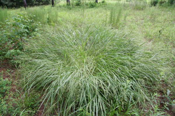 Switchgrass